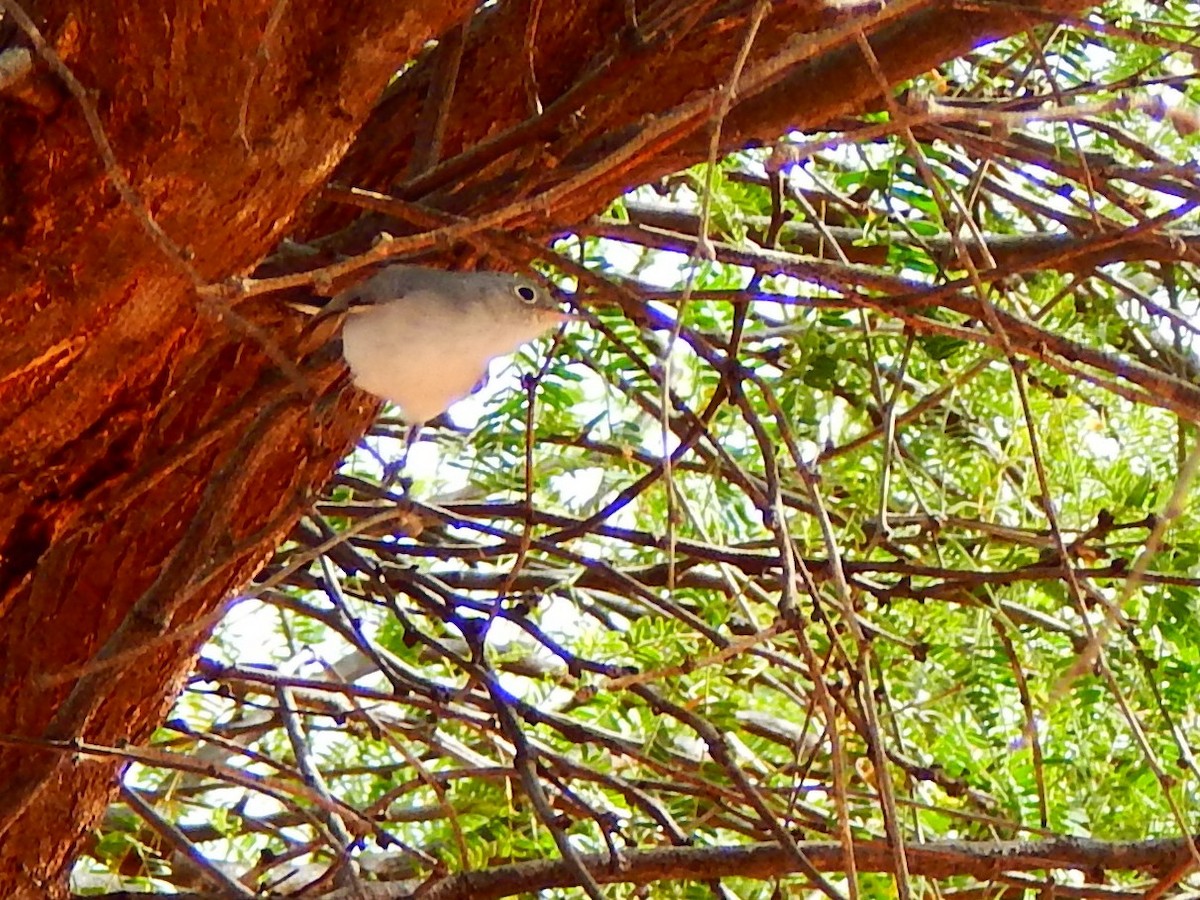 Blue-gray Gnatcatcher - ML198603211