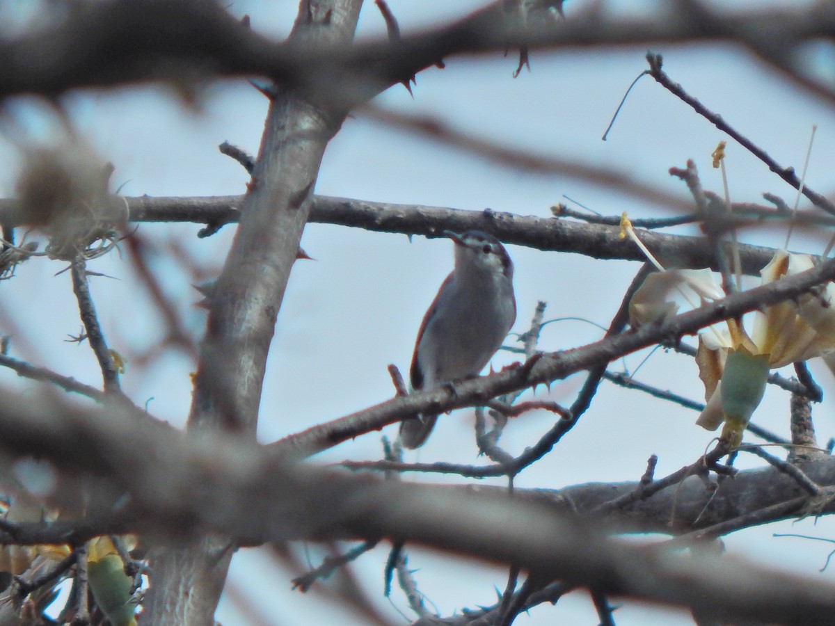 White-lored Gnatcatcher - ML198603231