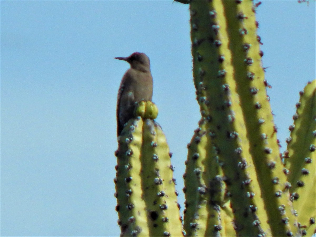 Gray-breasted Woodpecker - ML198603271