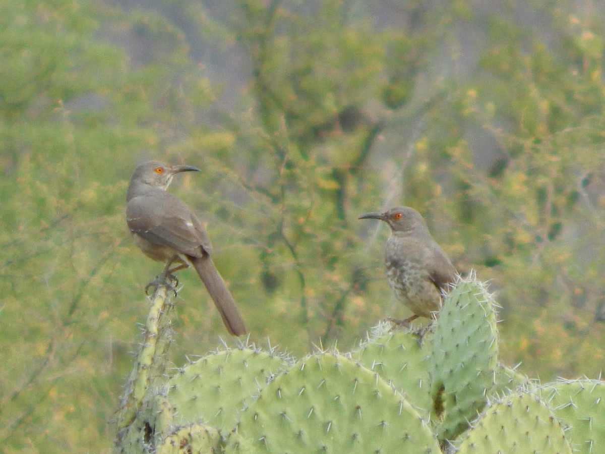 Curve-billed Thrasher - ML198603431