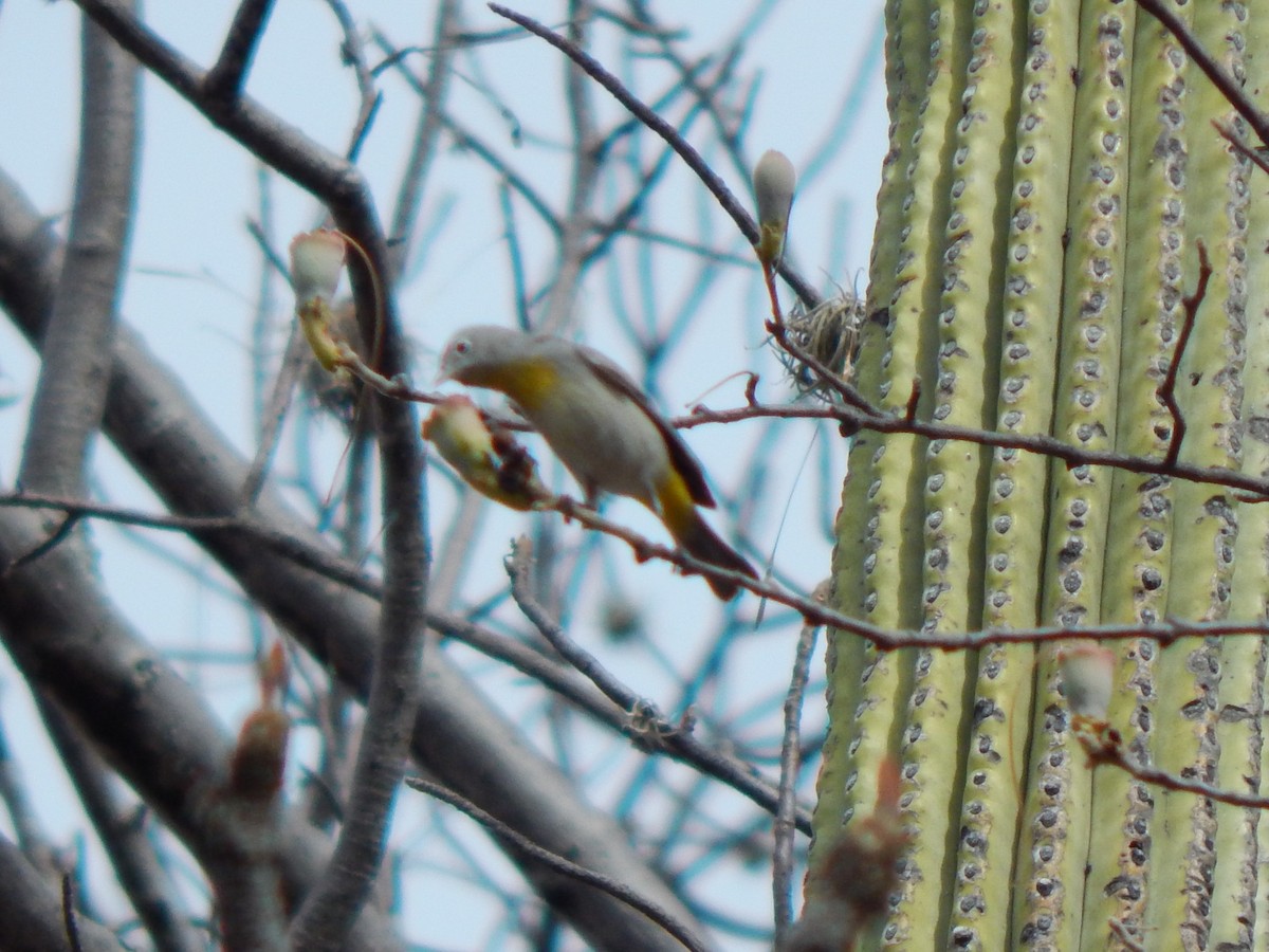 Virginia's Warbler - ML198603491