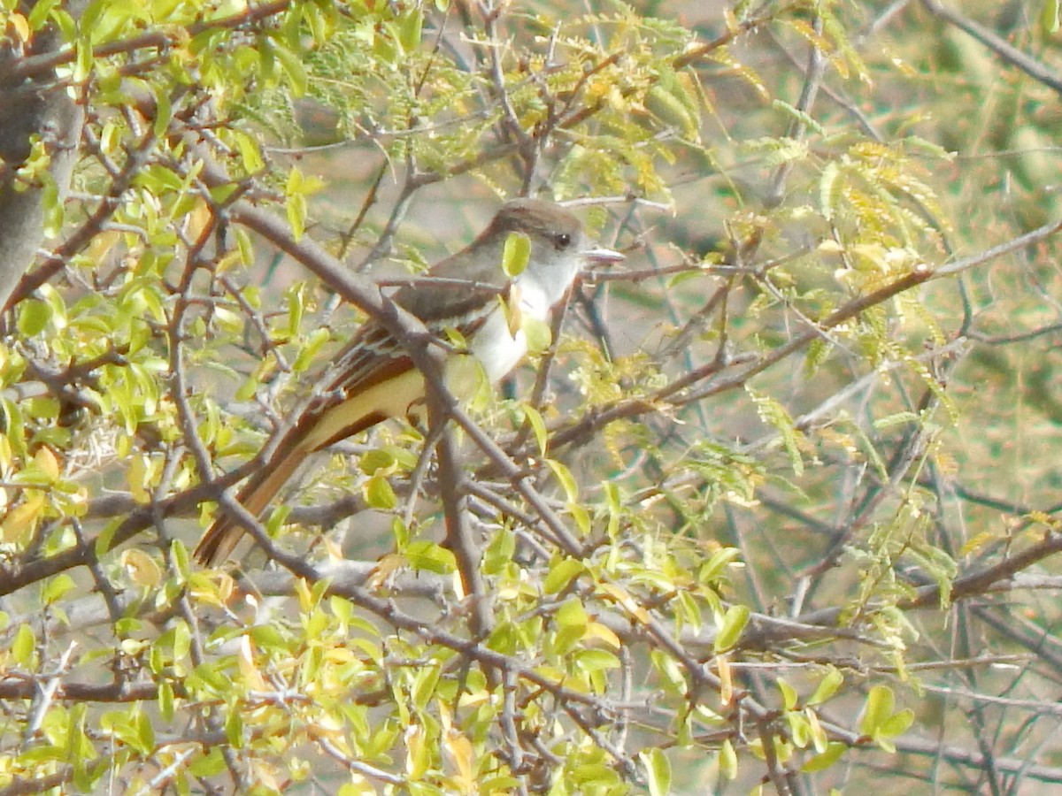 Myiarchus sp. - ML198604351