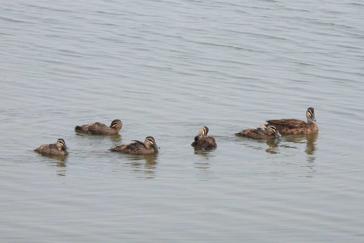 Pacific Black Duck - ML198604681