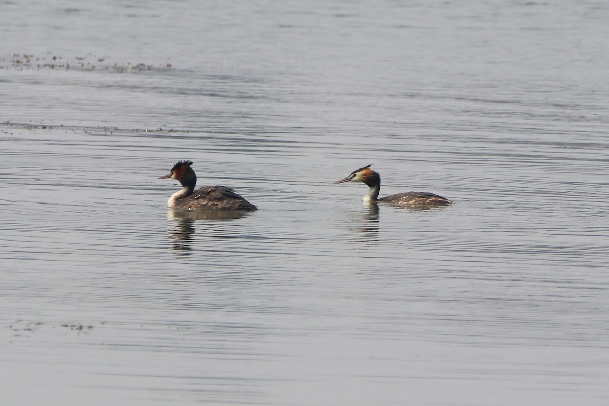 Great Crested Grebe - ML198604701