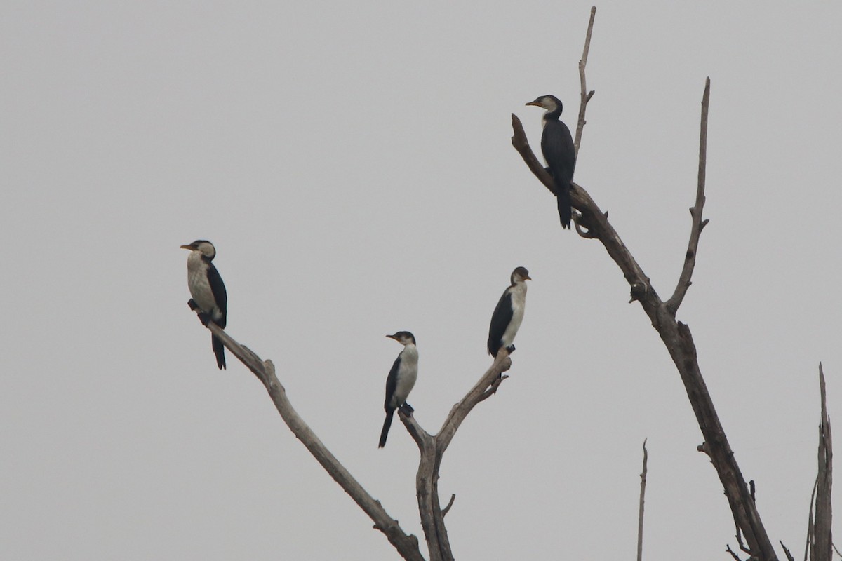 Little Pied Cormorant - ML198604721