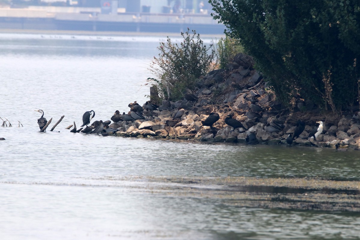 Pied Cormorant - ML198604751