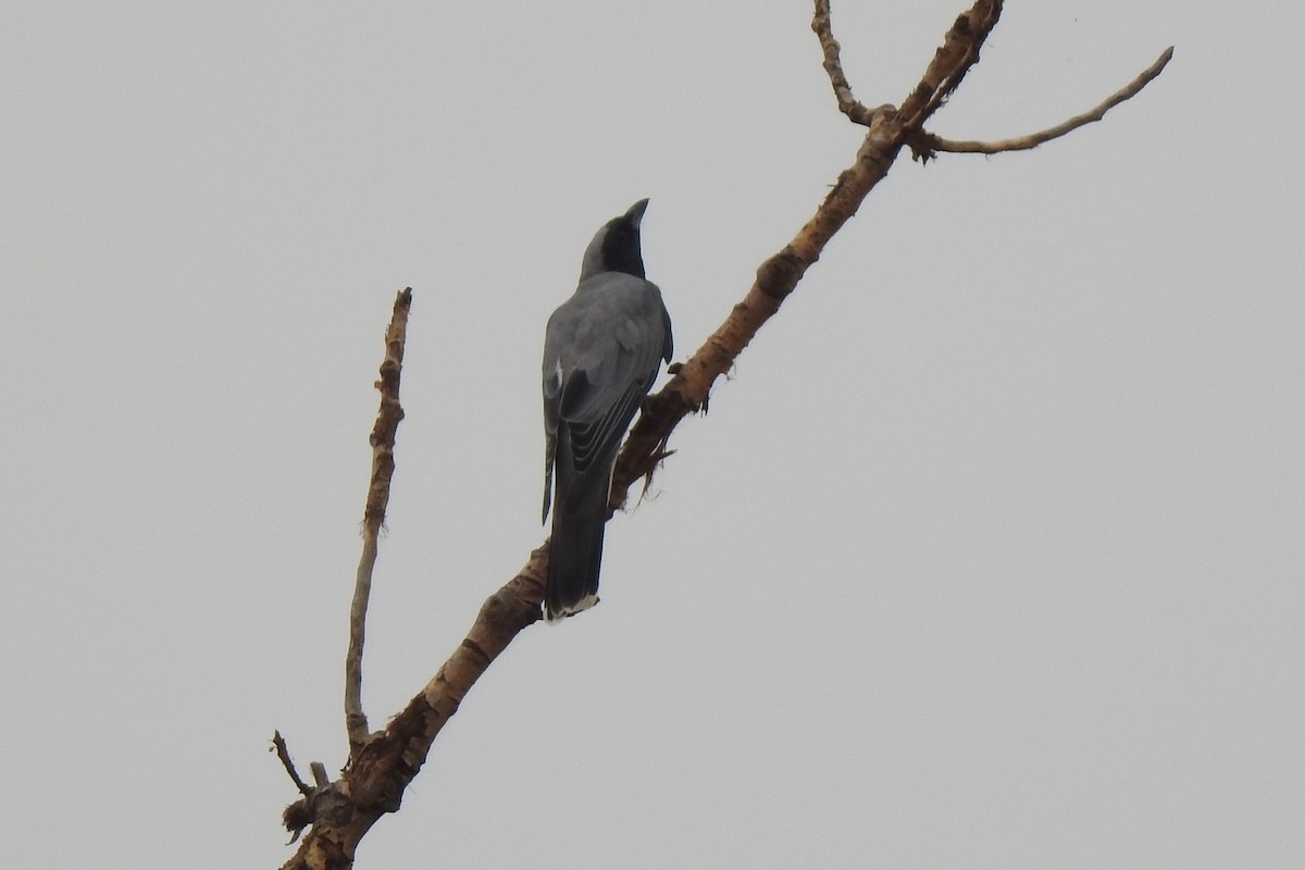 Black-faced Cuckooshrike - ML198604761