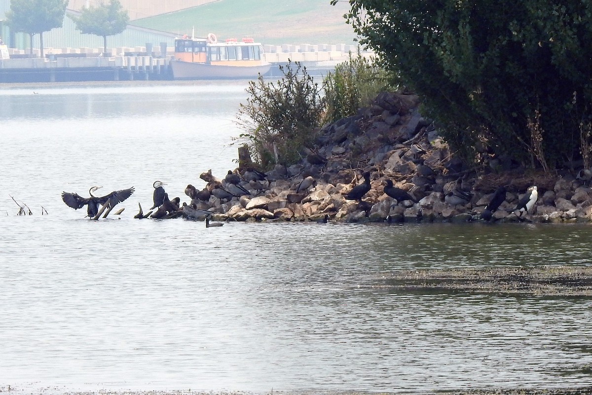 Pied Cormorant - ML198604771