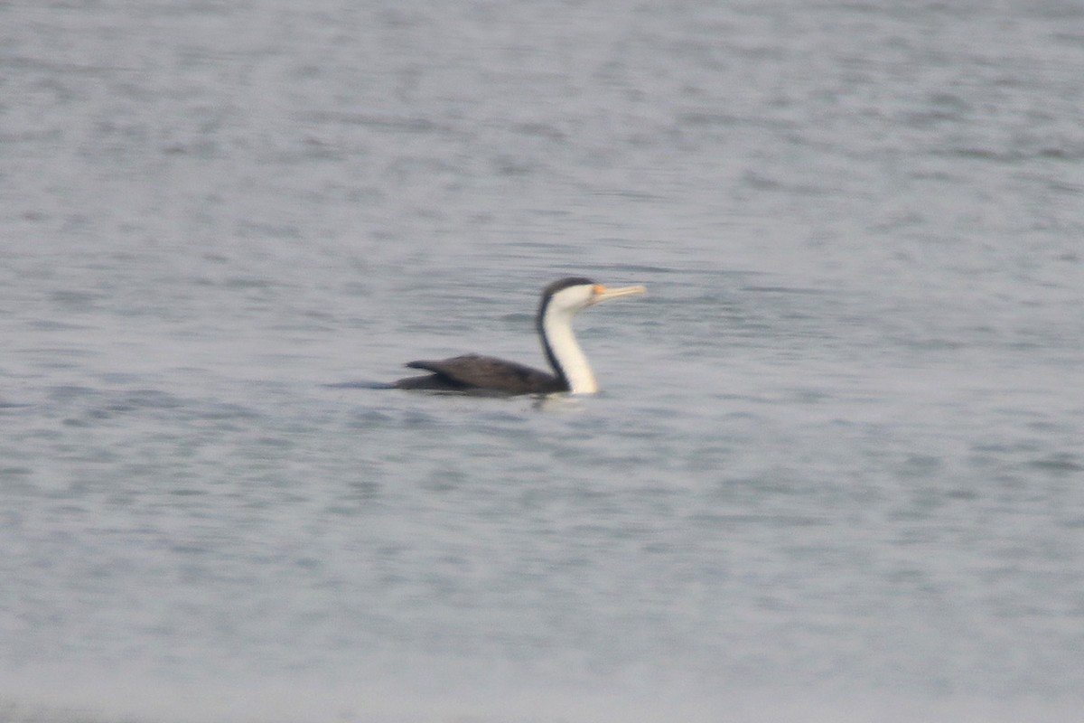 Cormorán Pío - ML198605031