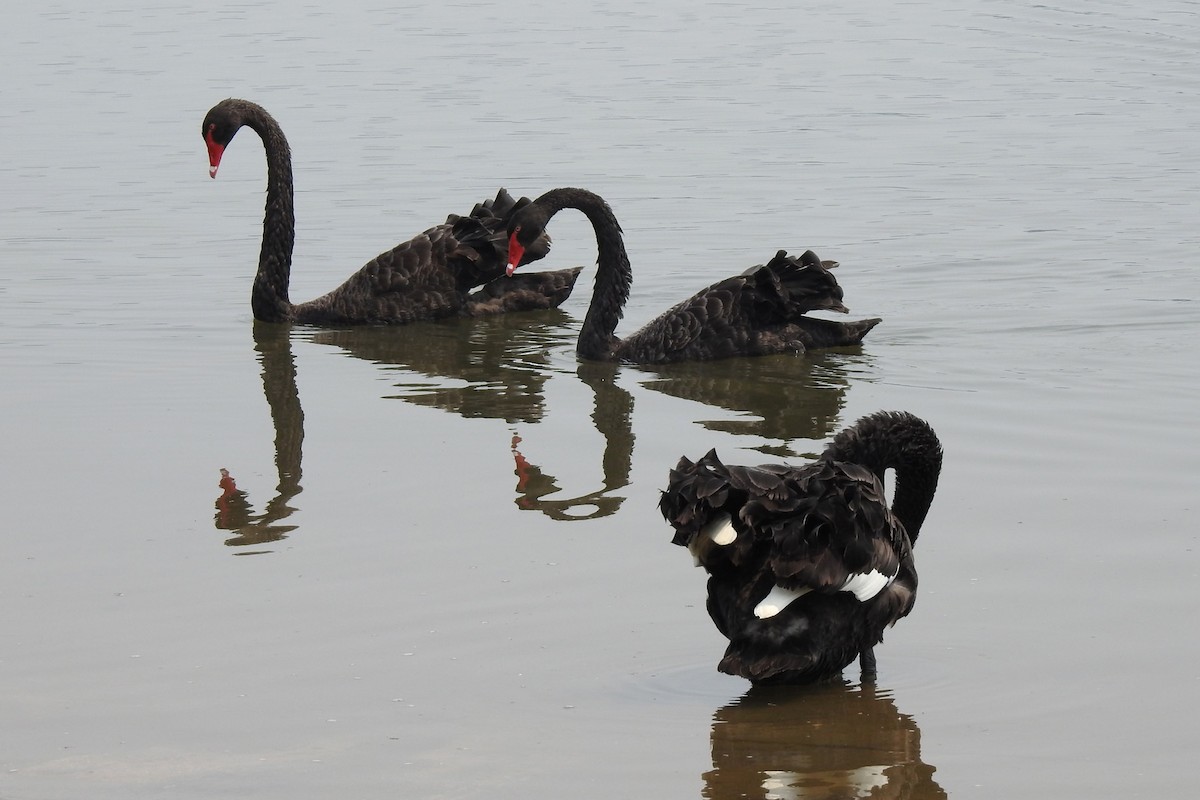 Cygne noir - ML198605041