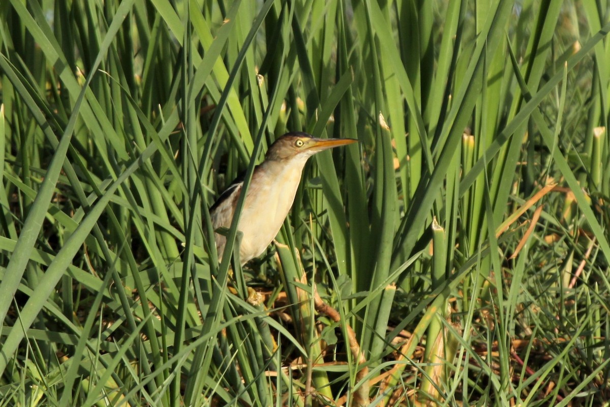 Least Bittern - ML198605491