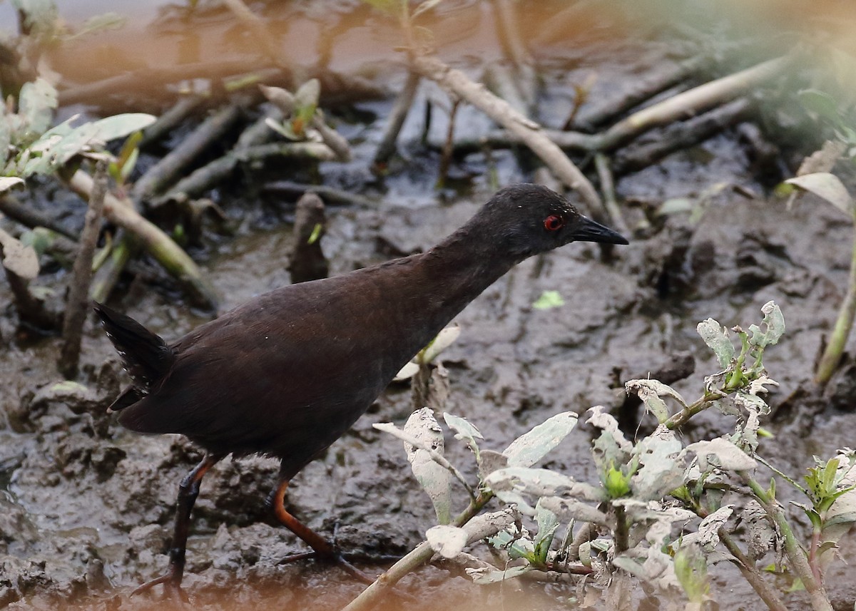 Spotless Crake - ML198606481