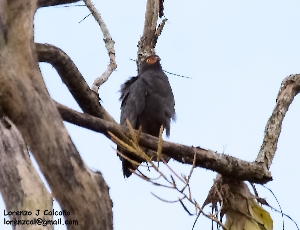 Slender-billed Kite - ML198607631