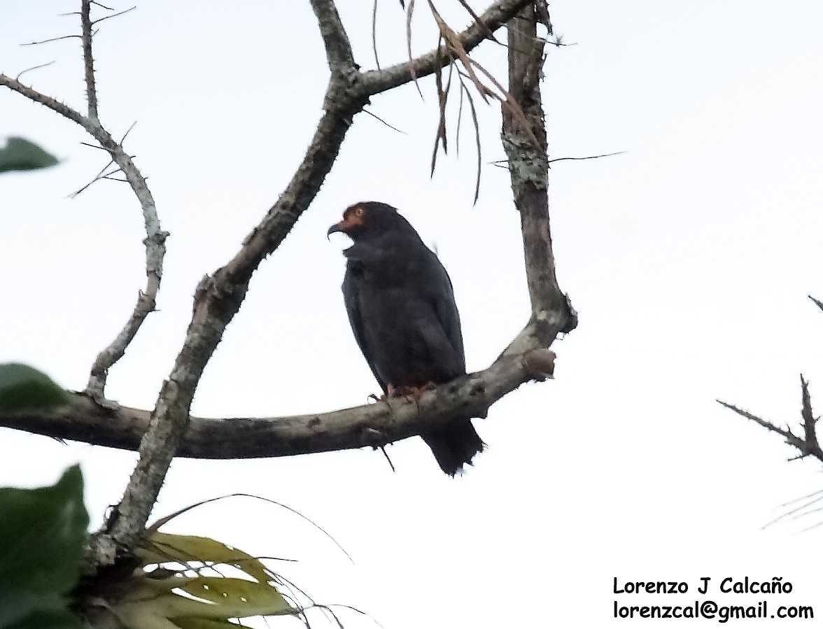 Slender-billed Kite - ML198607641