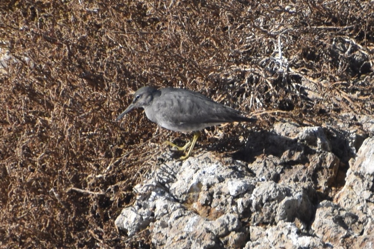 Wandering Tattler - ML198608101