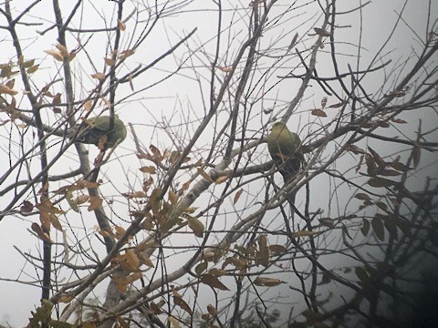 Pin-tailed Green-Pigeon - ML198608441