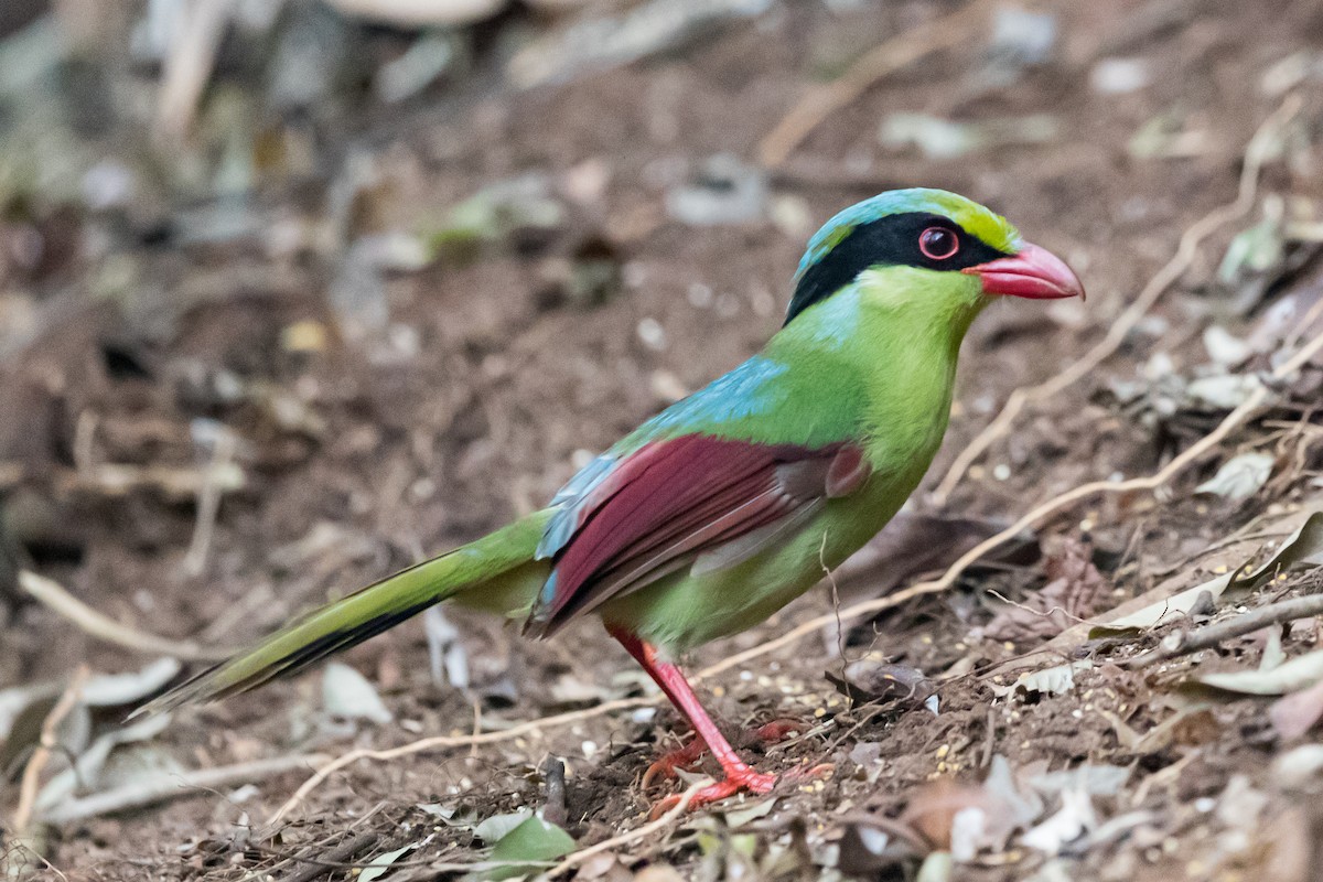 Indochinese Green-Magpie - ML198609191