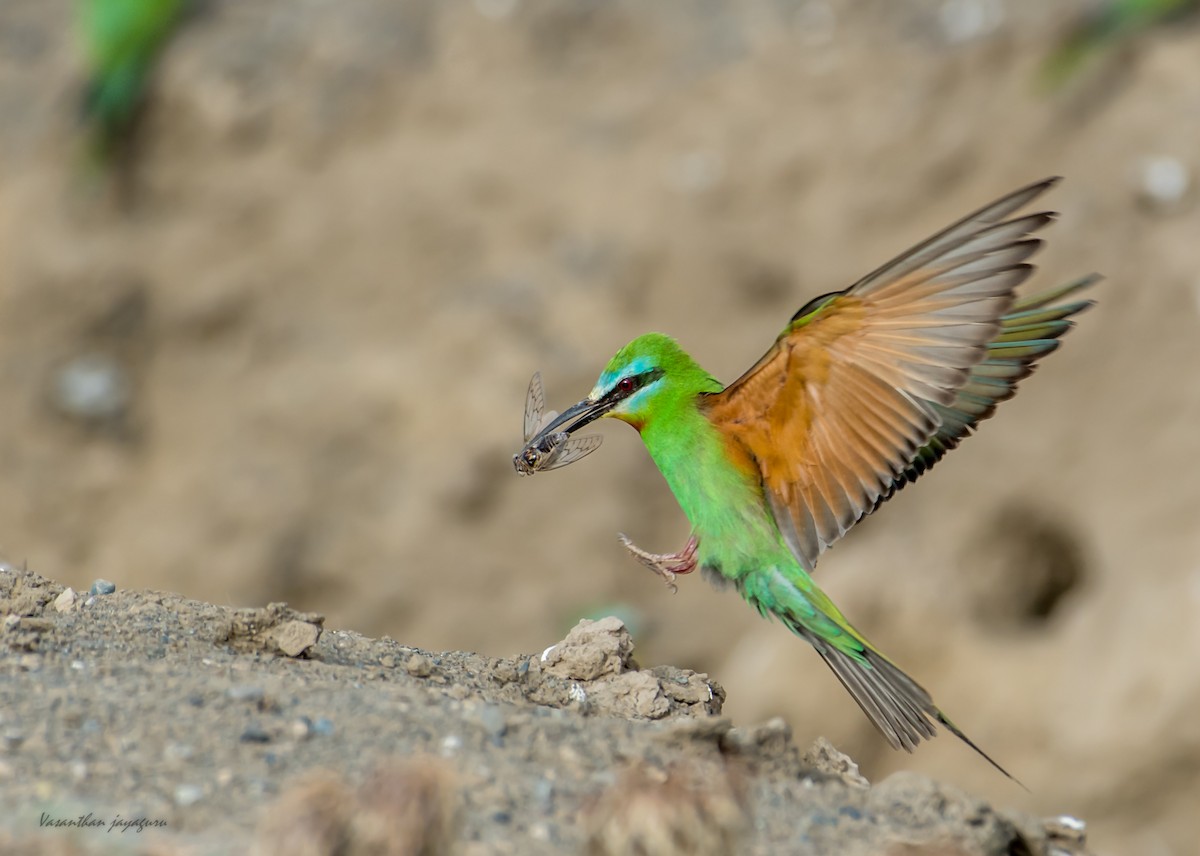 Blue-cheeked Bee-eater - ML198609791