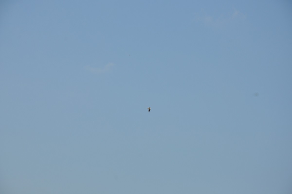 Black-winged Kite - ML198611041