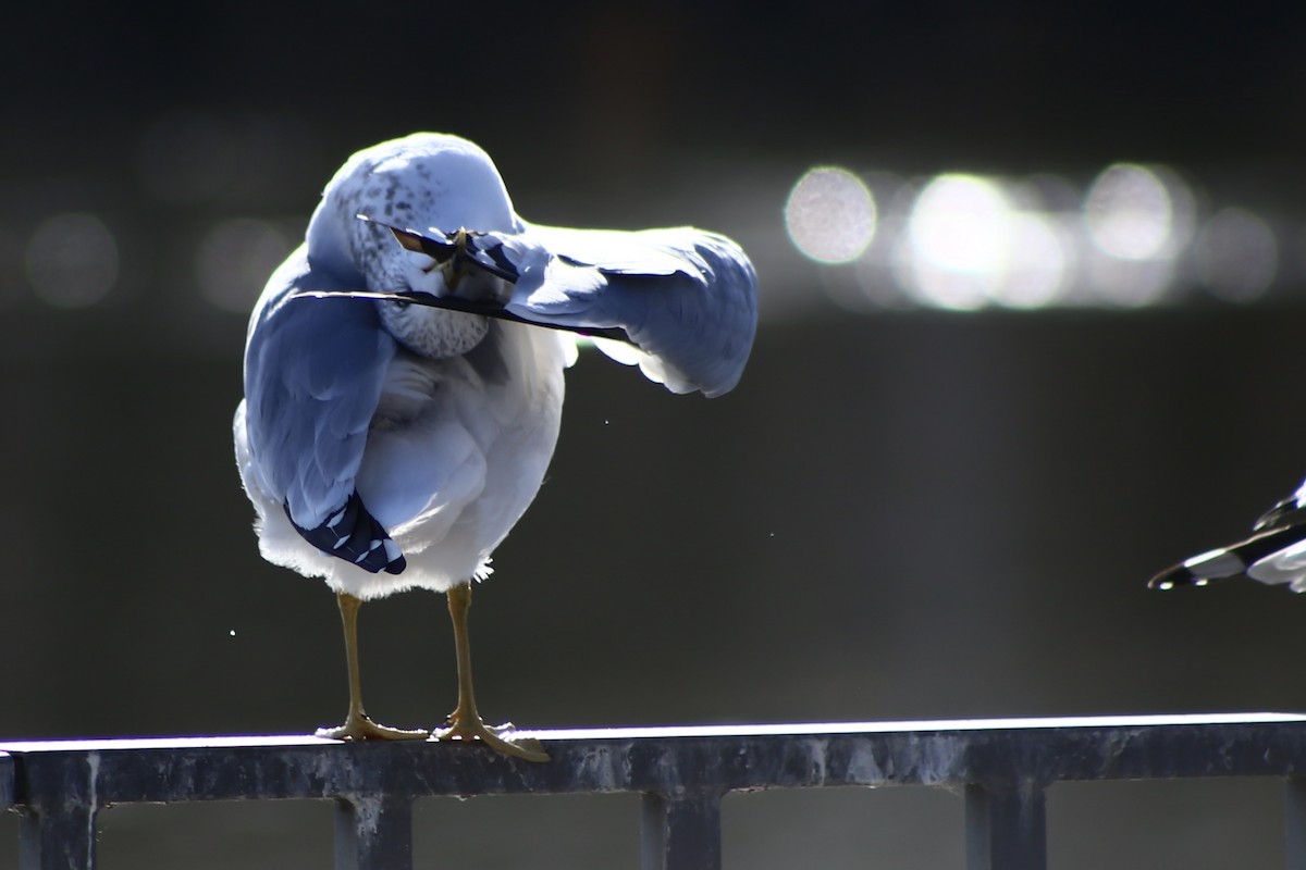 Ring-billed Gull - Elijah Hayes