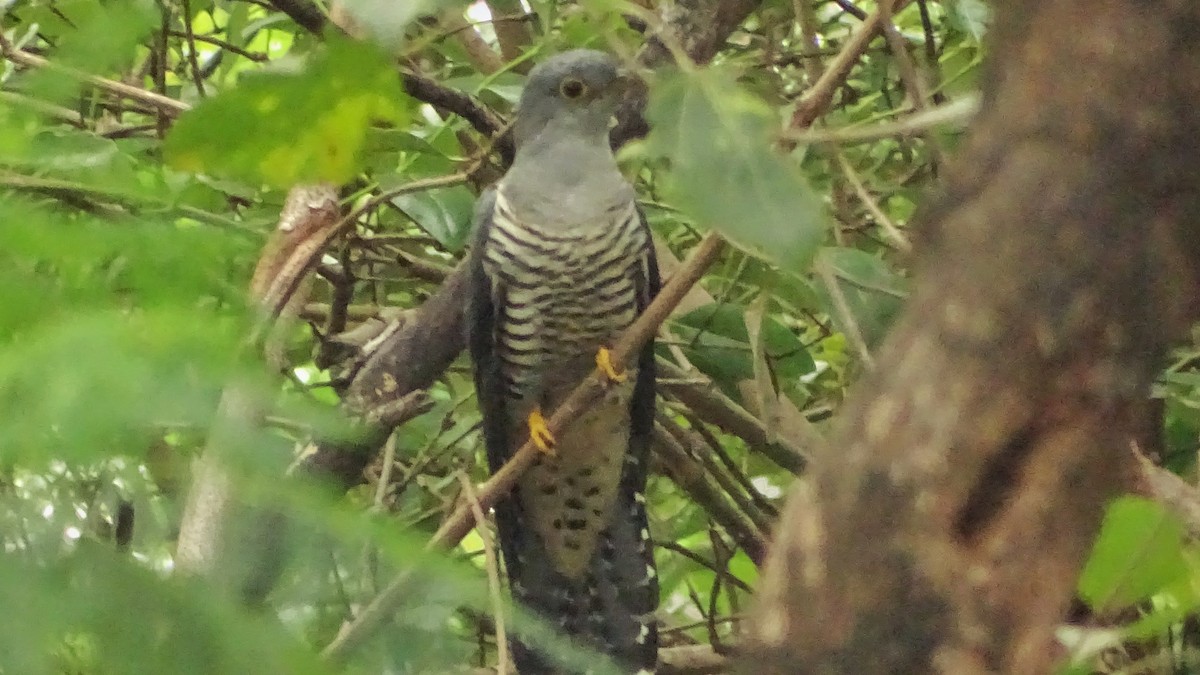 Oriental Cuckoo - ML198613021