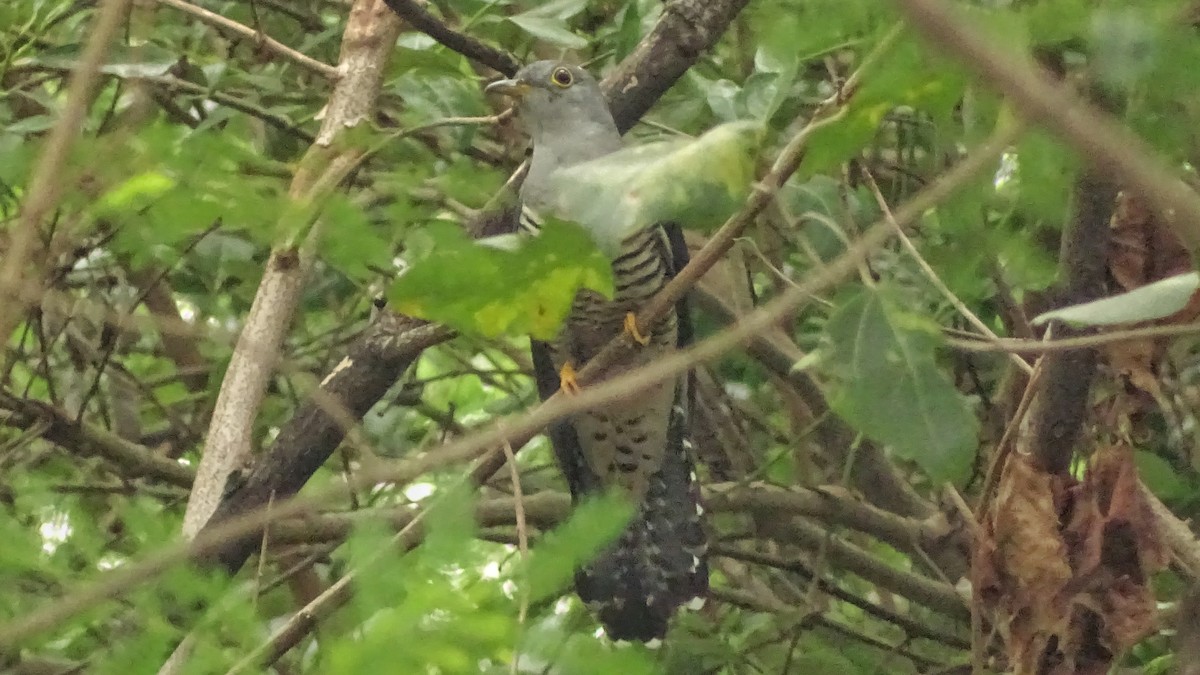 Oriental Cuckoo - ML198613041