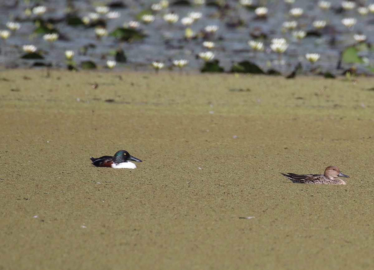 Northern Shoveler - ML198618661