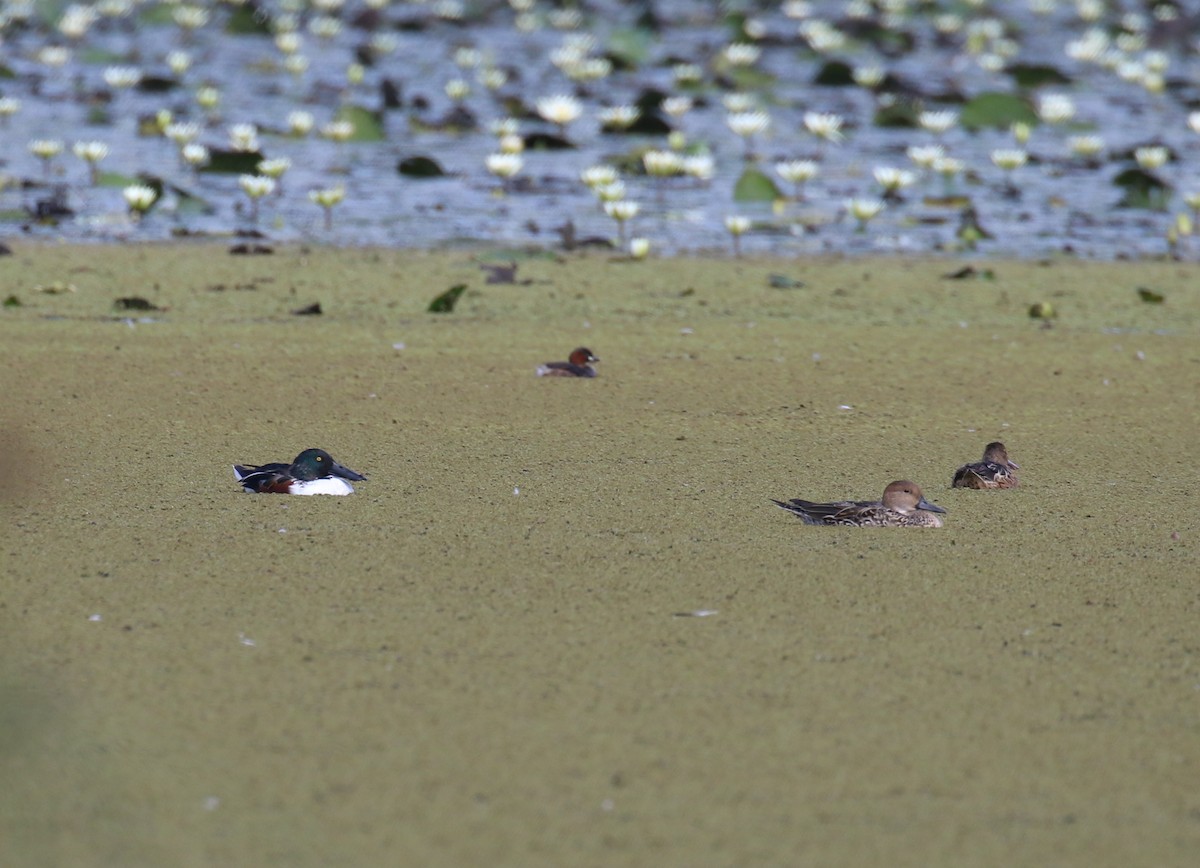 Northern Shoveler - ML198618751