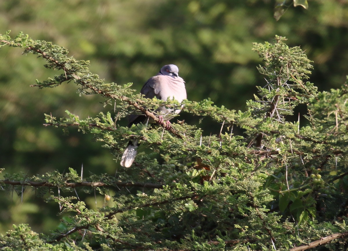 Ring-necked Dove - ML198618921