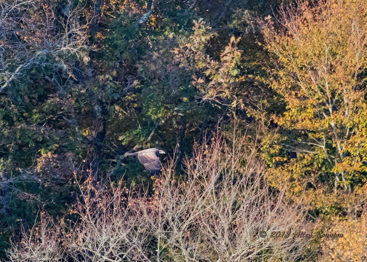 Bald Eagle - ML198620471