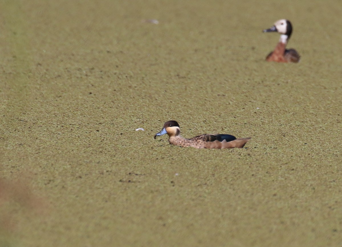 Blue-billed Teal - ML198620541