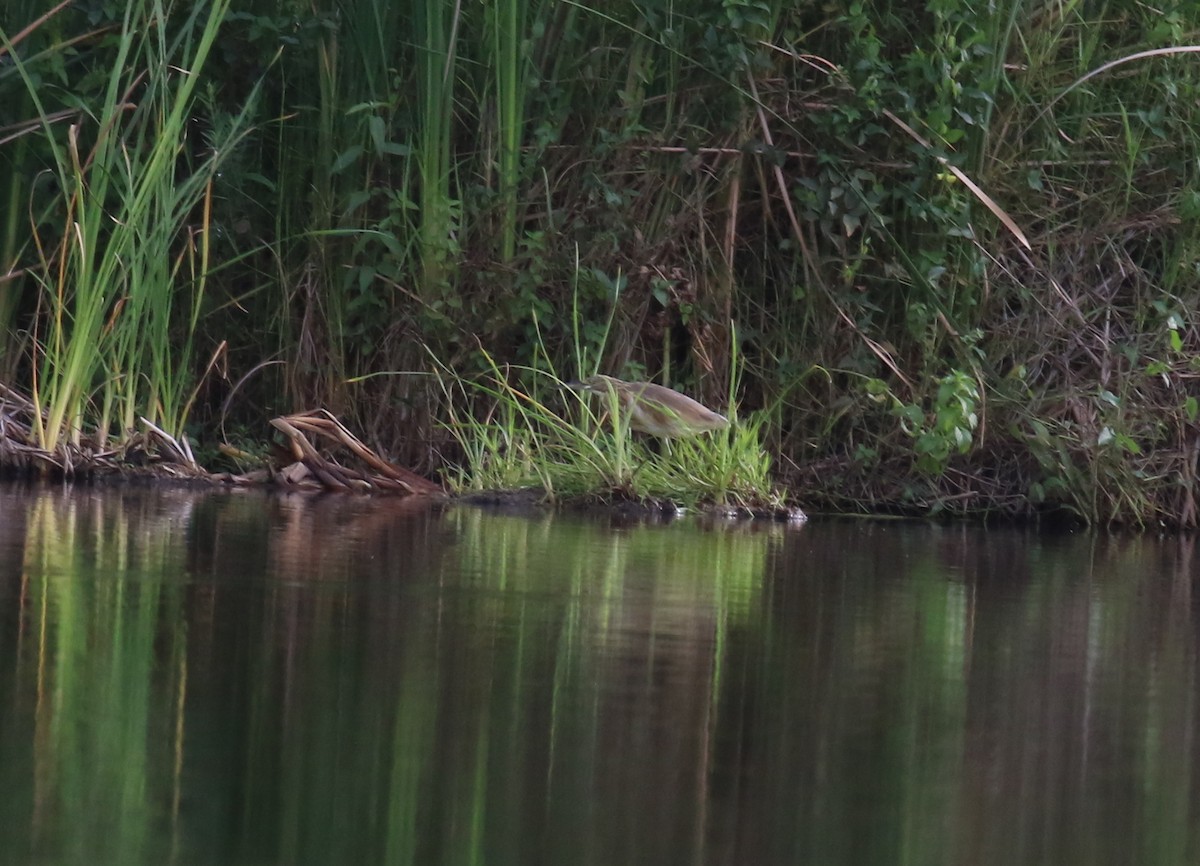 Squacco Heron - ML198621441