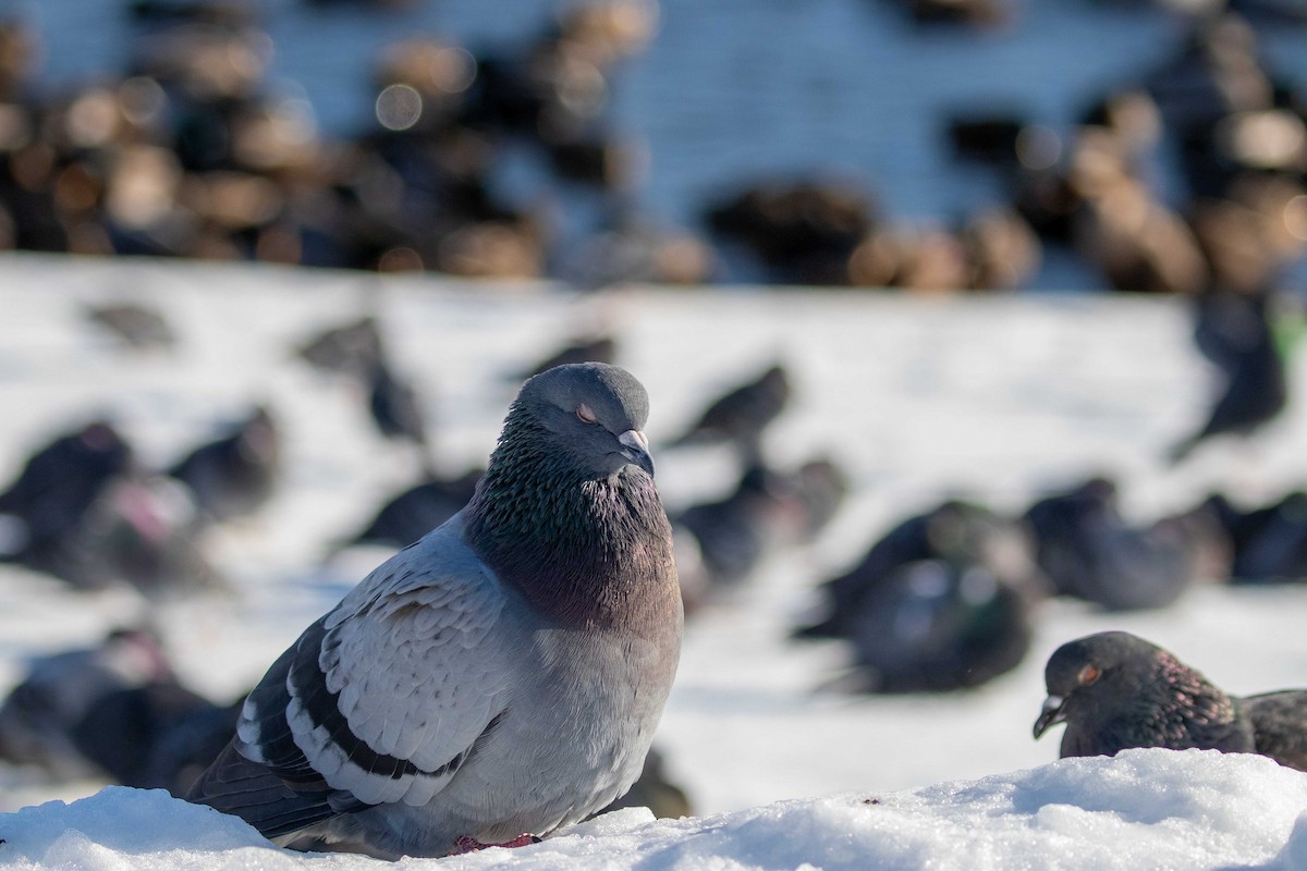Rock Pigeon (Feral Pigeon) - John Alexander