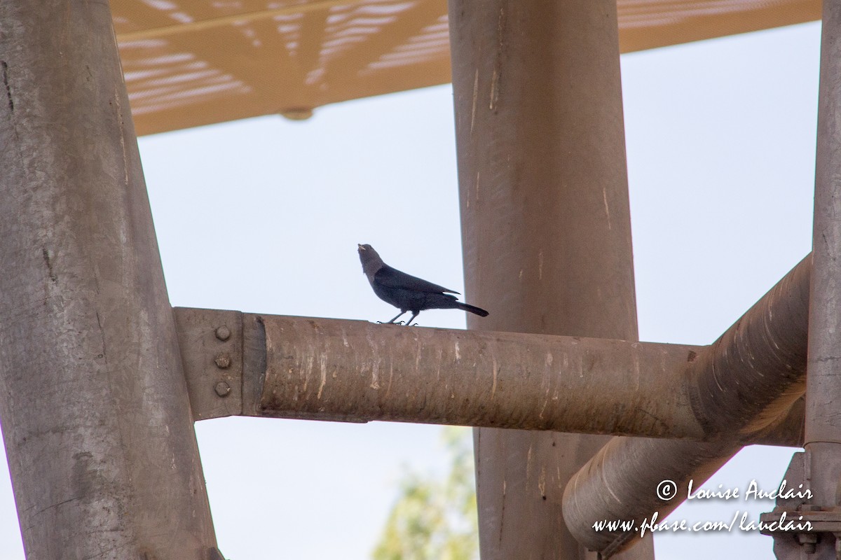 White-billed Starling - ML198625291