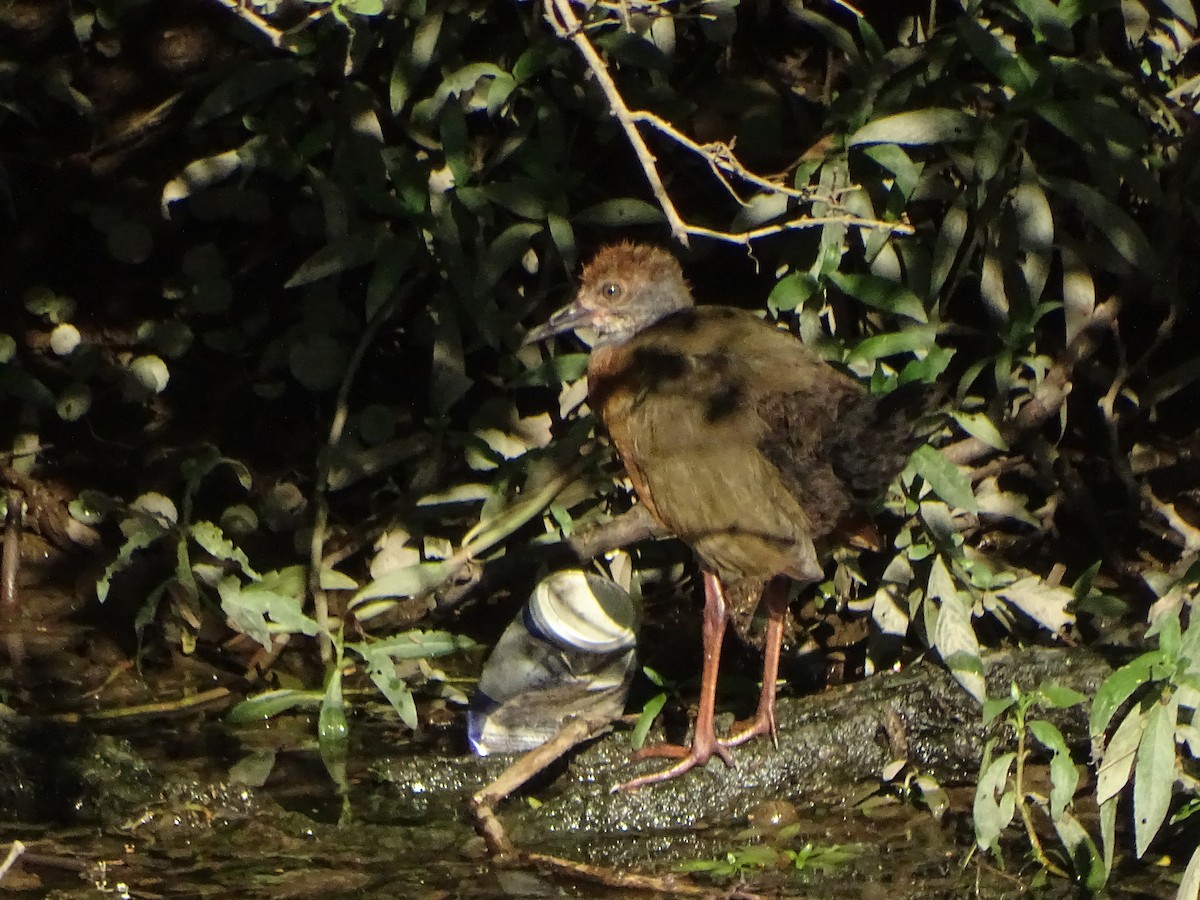 Gray-cowled Wood-Rail - ML198628611