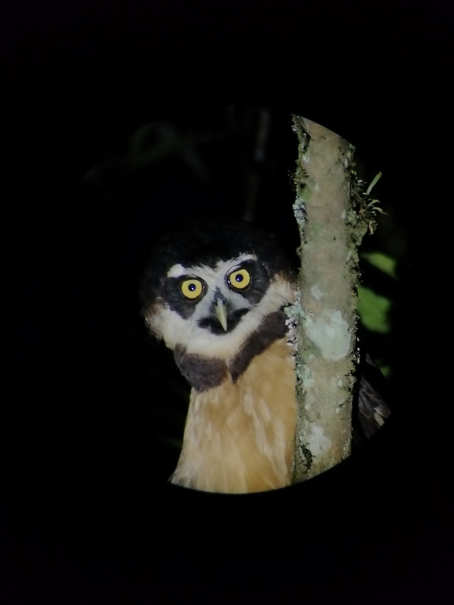 Spectacled Owl - ML198629081