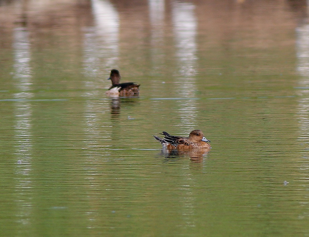 Eurasian Wigeon - ML198629201