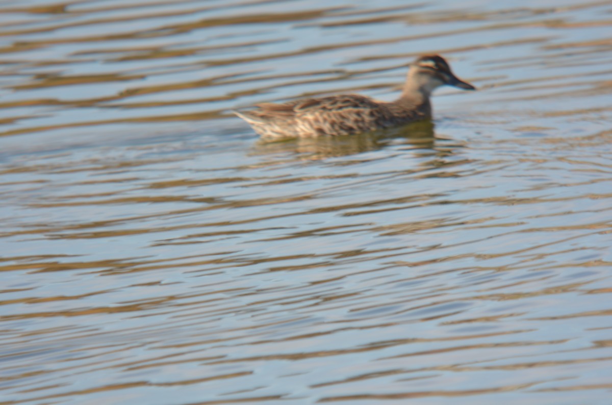 Garganey - ML198632701