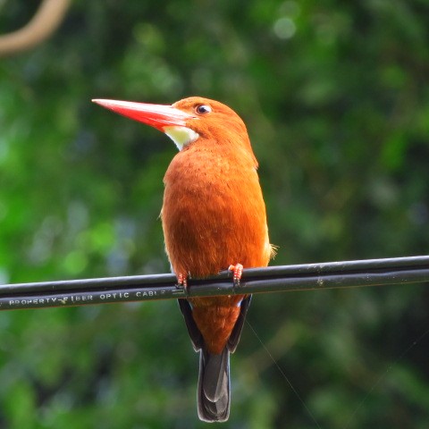 Brown-breasted Kingfisher - ML198633441