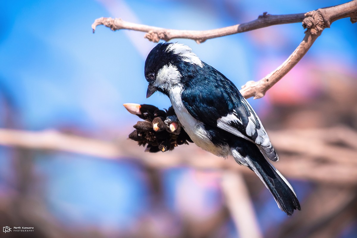 White-naped Tit - ML198633471