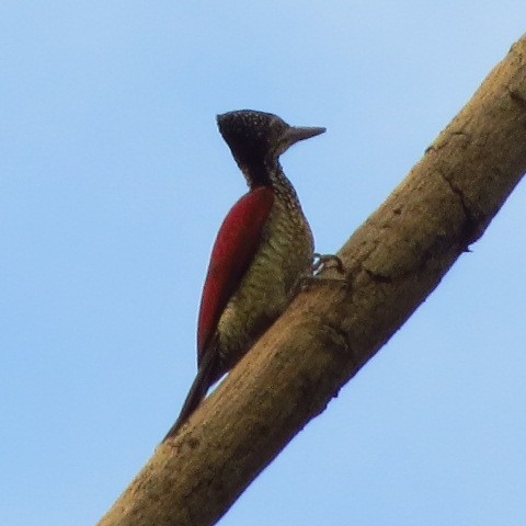 Luzon Flameback - Riza Melicor