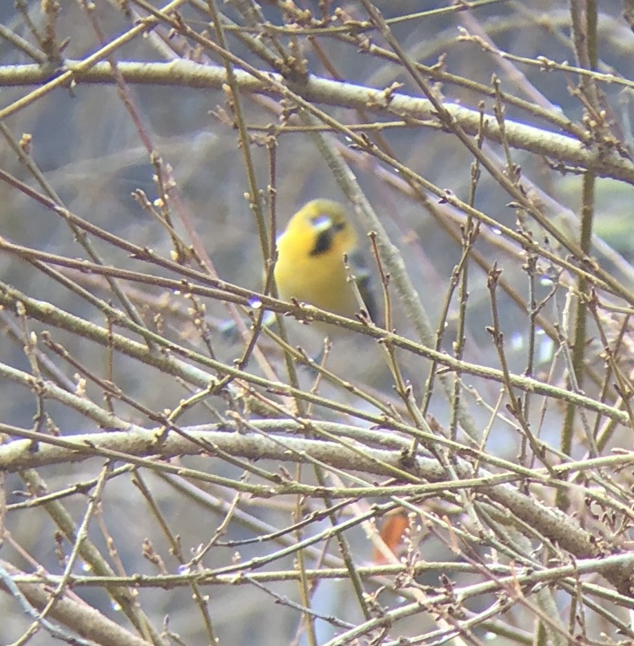 Bullock's Oriole - ML198635481