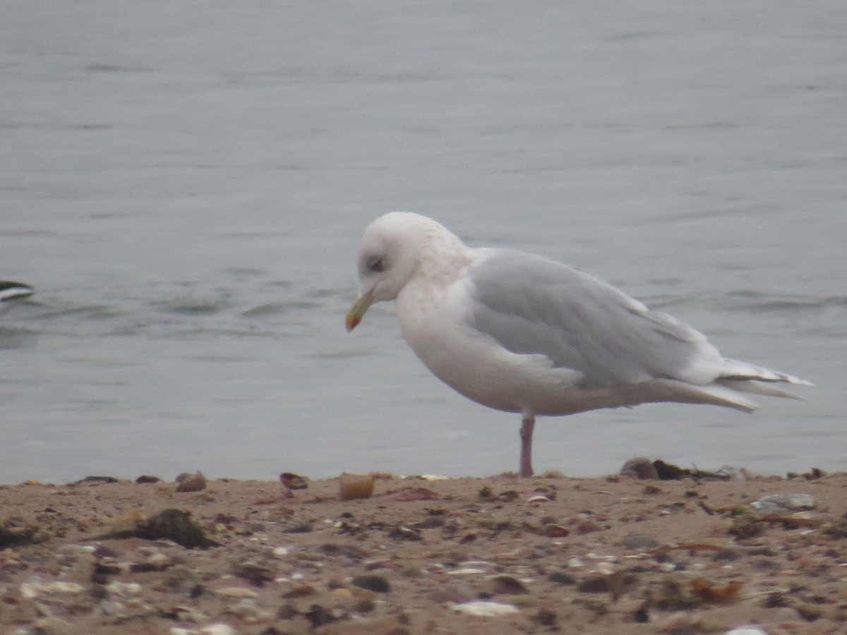 Gaviota Groenlandesa (kumlieni) - ML198635821