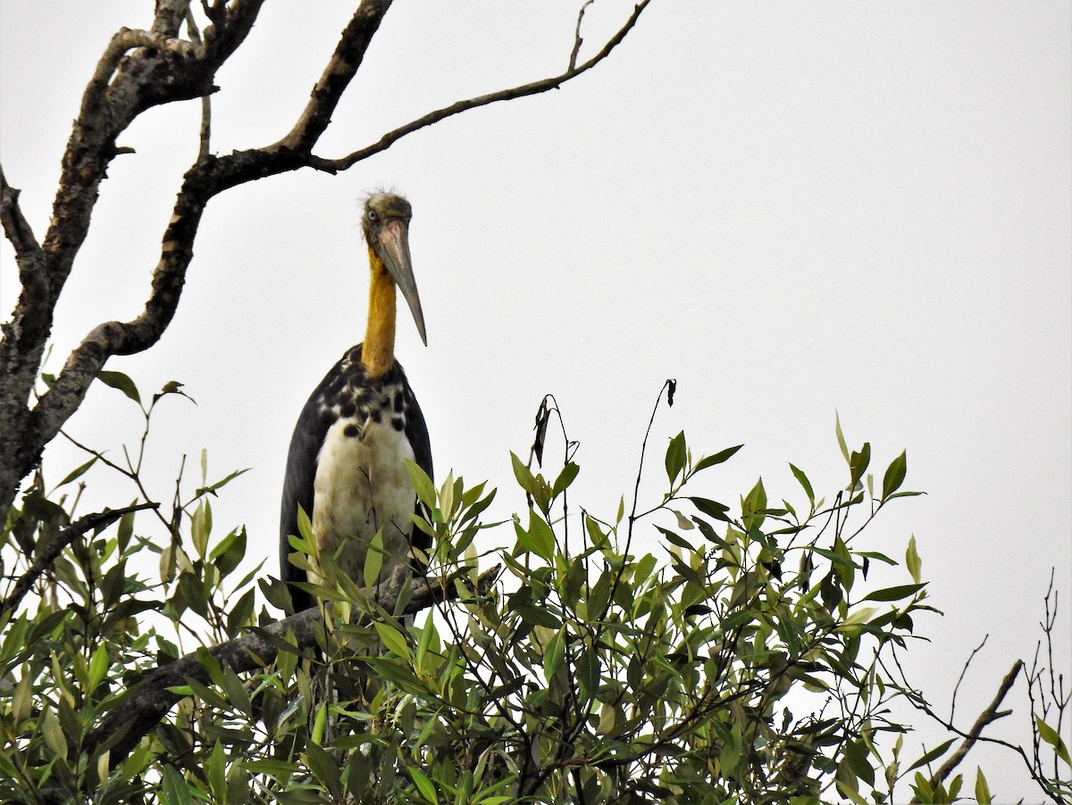 Lesser Adjutant - Tuck Hong Tang