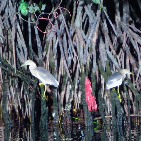 Javan Pond-Heron - ML198639351