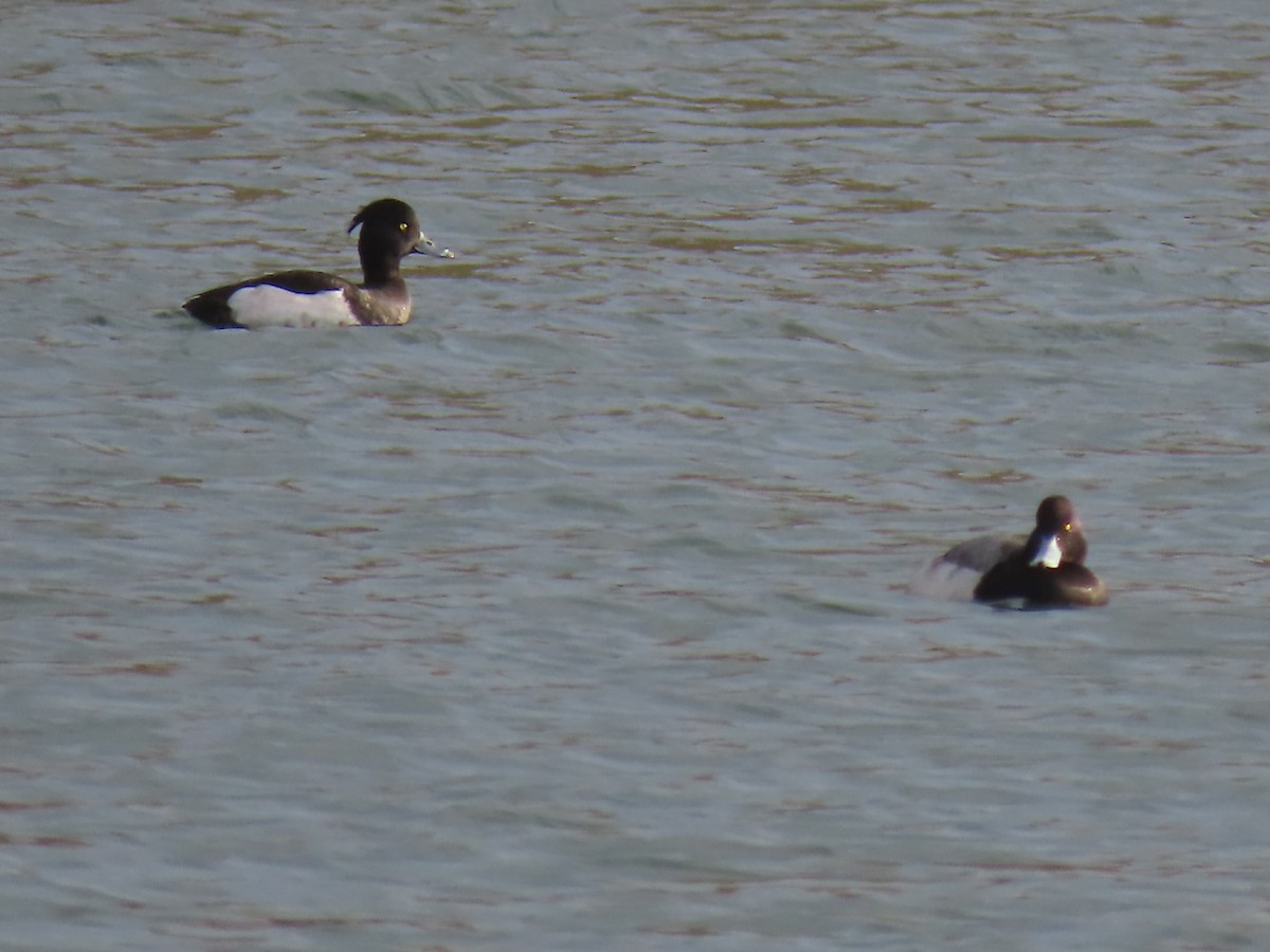 Tufted Duck - ML198640451