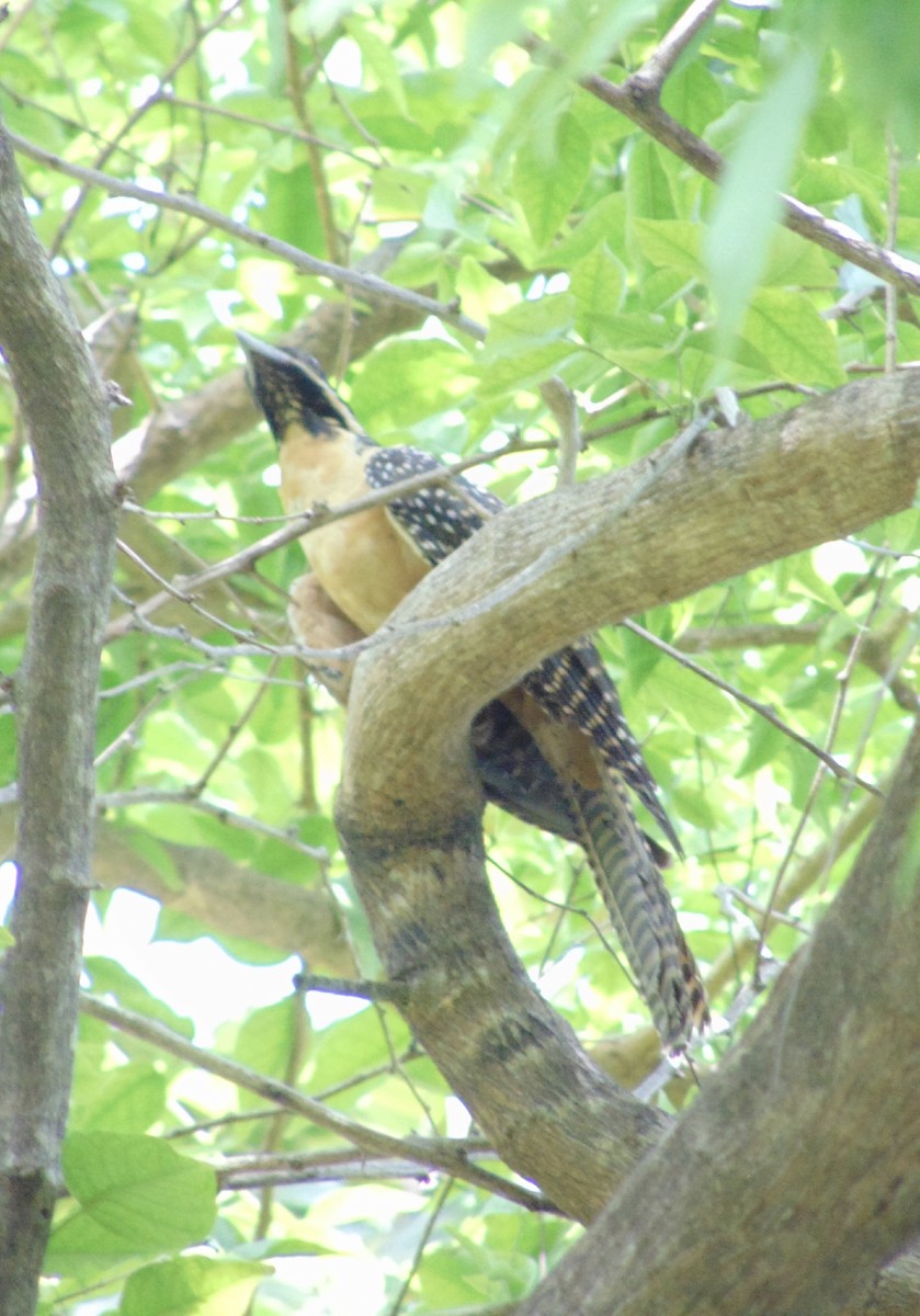 Pacific Koel (Oriental) - Jafet Potenzo Lopes