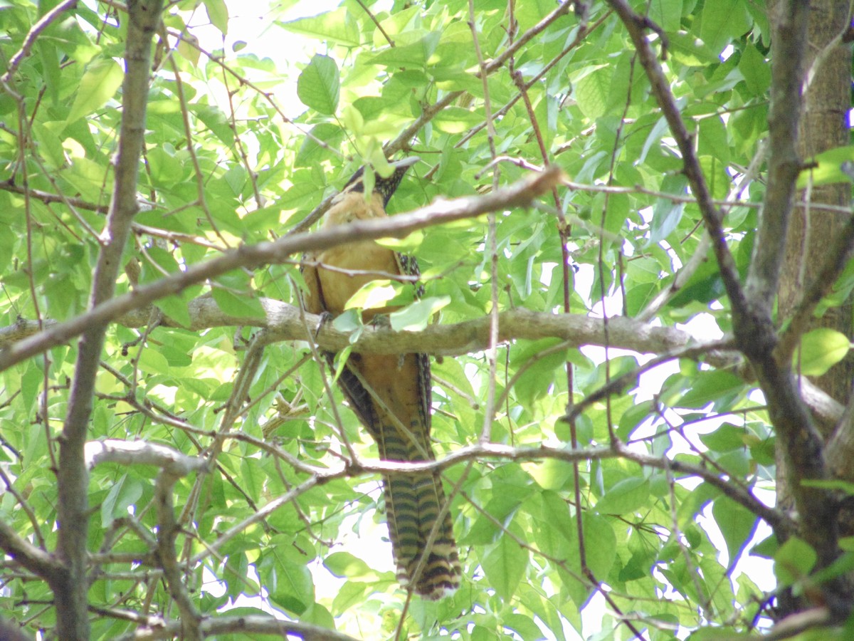 Pacific Koel (Oriental) - Jafet Potenzo Lopes