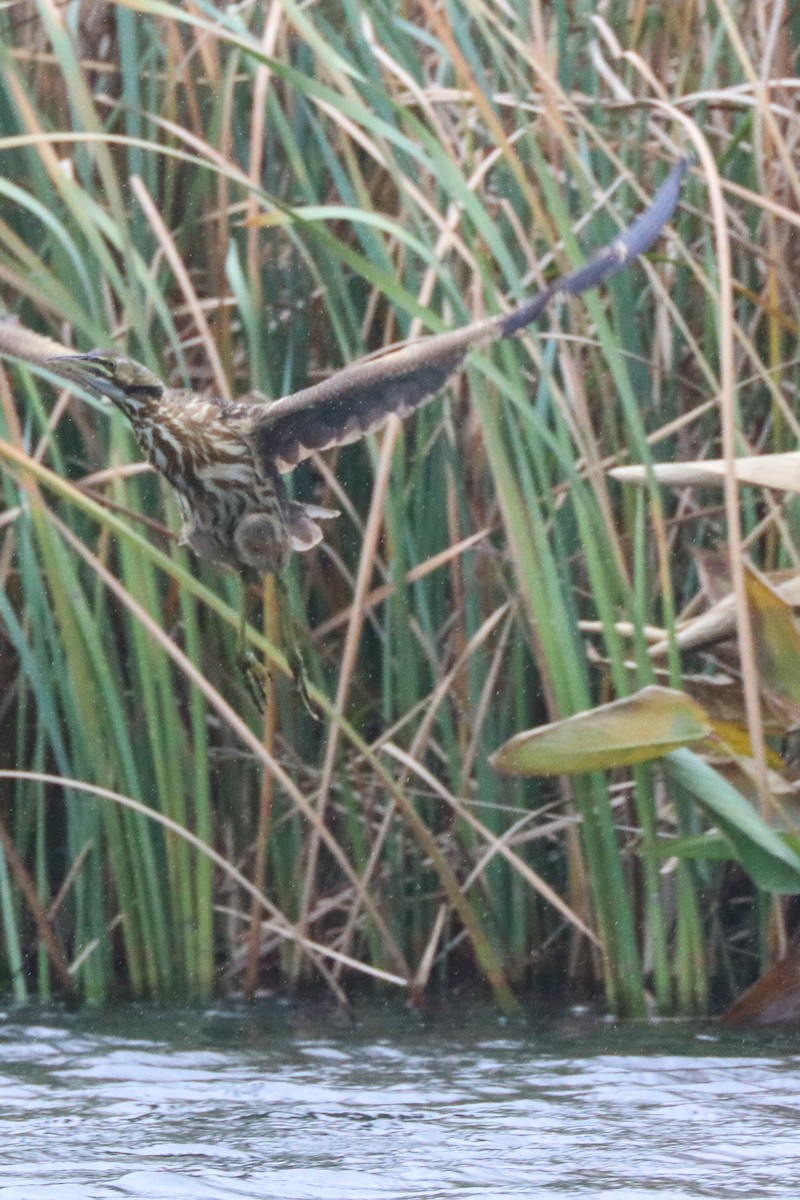 American Bittern - ML198641121