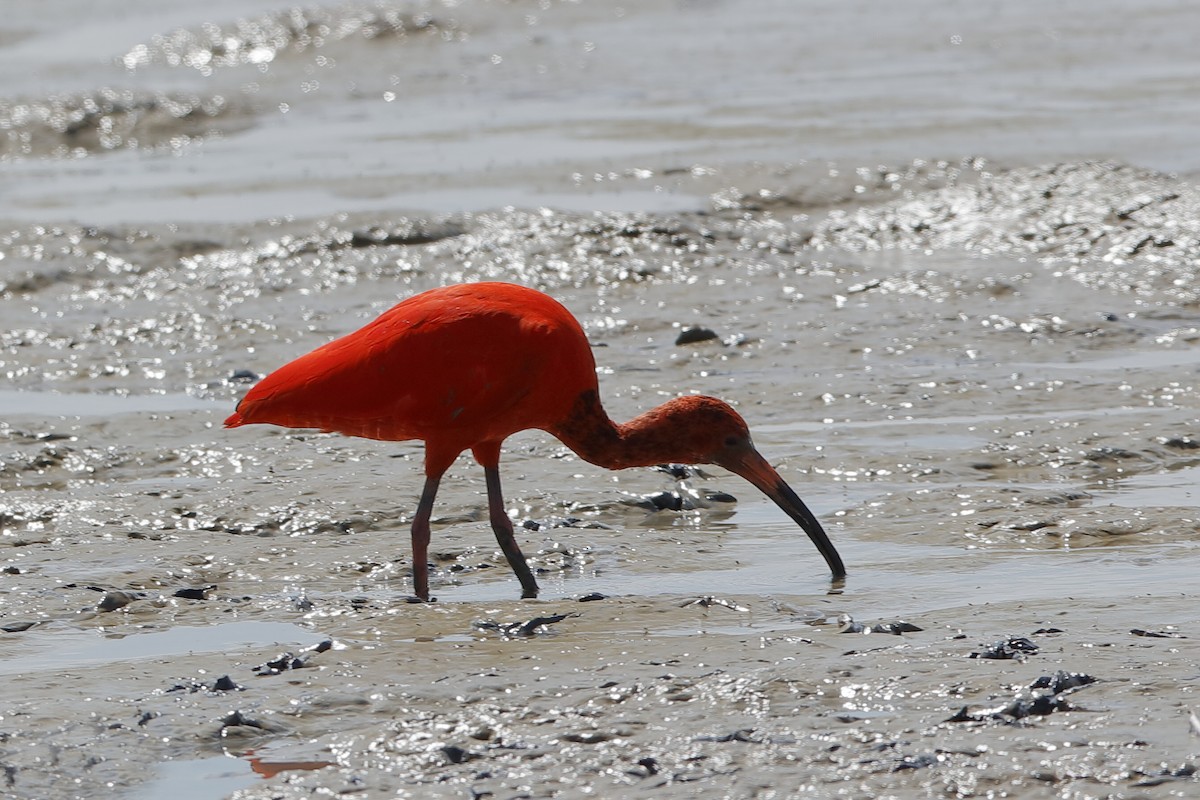 Scarlet Ibis - Holger Teichmann